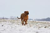 TOSA INU 298